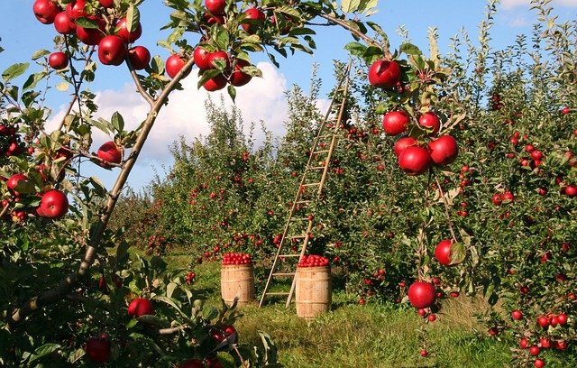 Low-hanging-fruits Maßnahmen führen mit wenig Aufwand zu viel Erfolg.